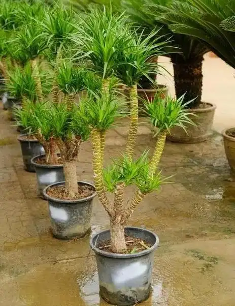 叶子更多,生长更旺,养家里太美了,家里养一盆它,叶子像小瀑布,寓意好