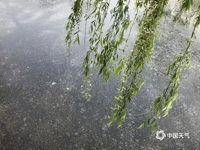 天津柳絮飘 地面一片白茫茫