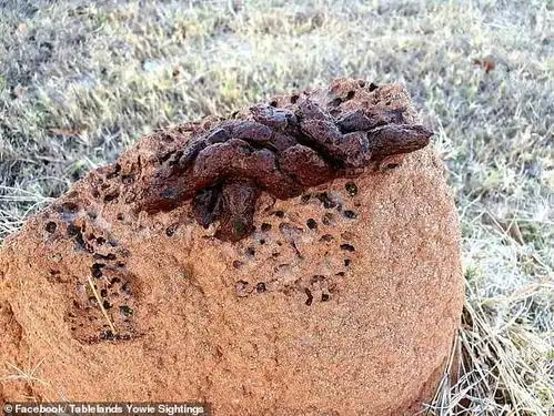 澳洲男子在野外发现巨型粪便,坚称这是野人存在的证据