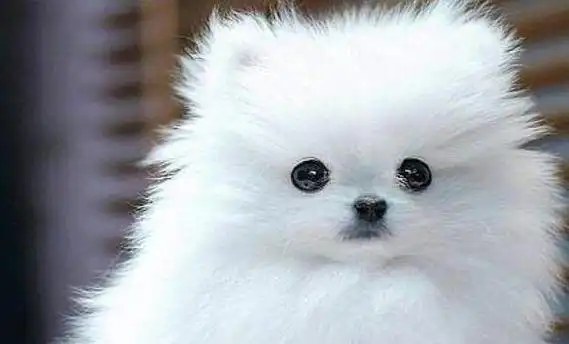 72种名犬图片,72种名犬图片及名字价格图6