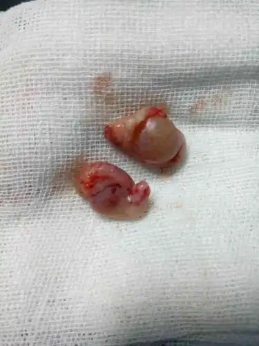 打分 今天又去把小虎的蛋蛋切掉,活动还没结束,300块钱俩蛋蛋!