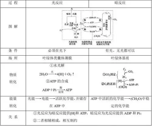 光合作用原理应用学案