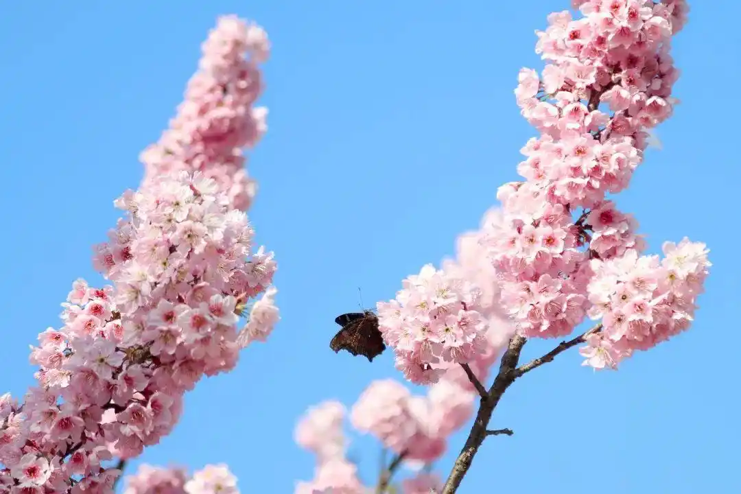樱花树下,愿我们欣然再会(武汉大学樱花图片高清图真实照片大全)(图42