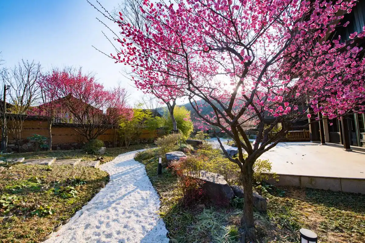 看过这三棵梅花树,无锡的赏梅季,才称得上圆满