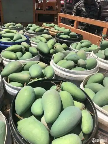 [香芒批发] 百色芒果即将上市价格50元/箱 - 惠农网触屏版