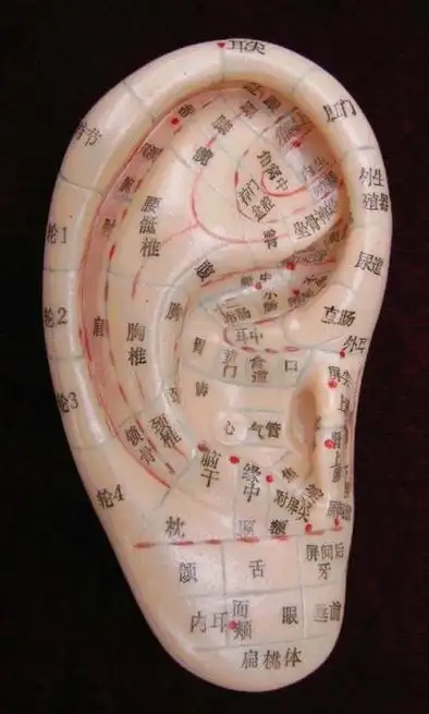 [转载]腰腿酸痛找耳朵