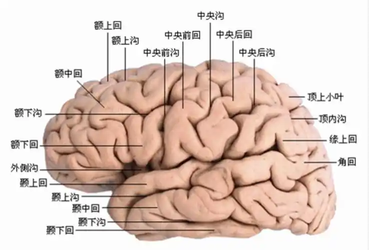 15大脑的结构和功能不对称性巴甫洛夫学说