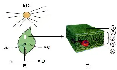 叶片是进行光合作用的主要器官.下图中a-d表示物质