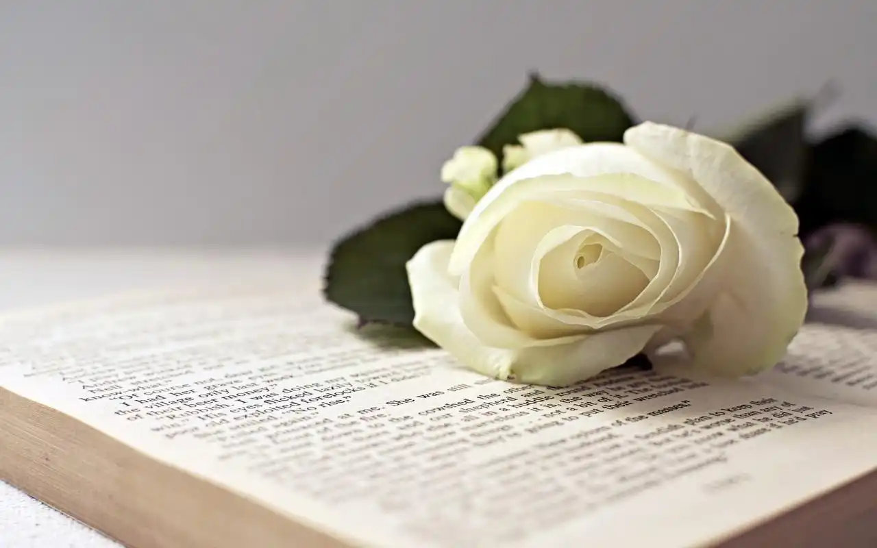 唯美小清新岁月静好治愈系书籍高清桌面壁纸(2)