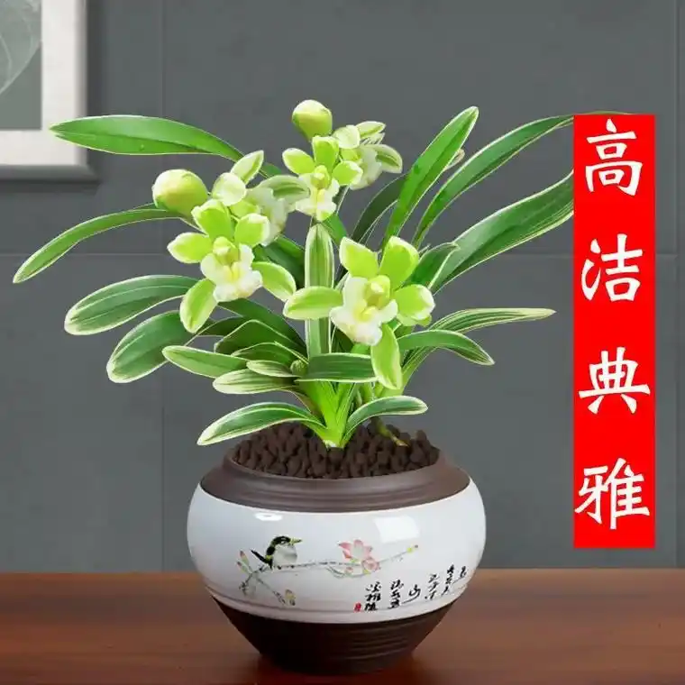 金边矮种兰花盆栽四季兰花墨兰 凤凰冠 室内植物盆栽 凤凰冠 - 抖音