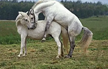 世界骡子和驴有什么区别我的世界驴和骡怎么区别:驴是可以进行繁殖的