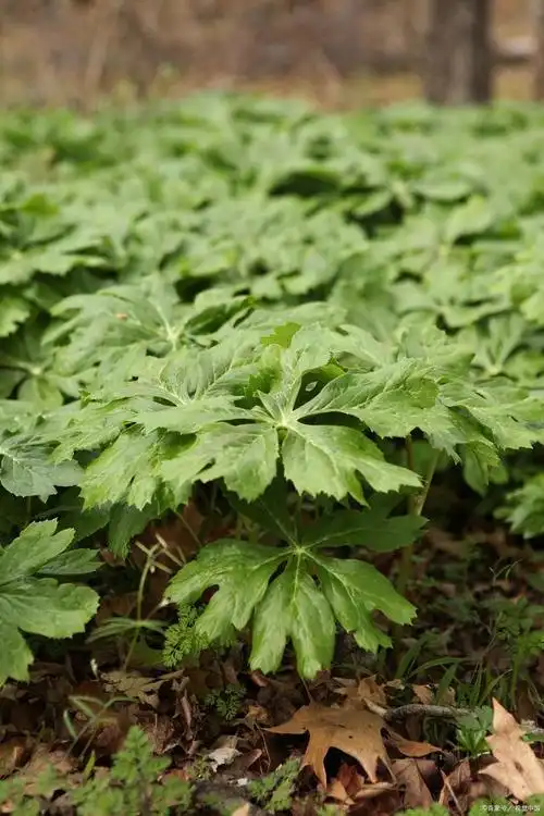 当归——常被用于中医养生的草药