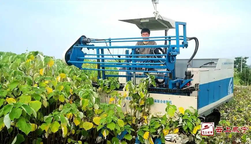 苎麻的施肥技术