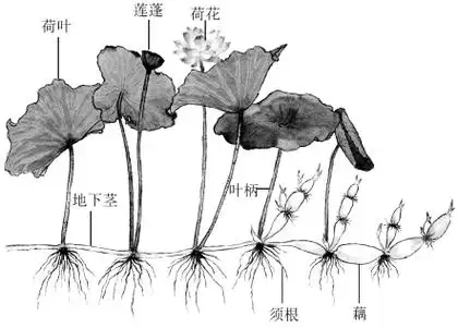 莲藕原产于印度,喜温,不耐阴,不宜缺水,忌大风