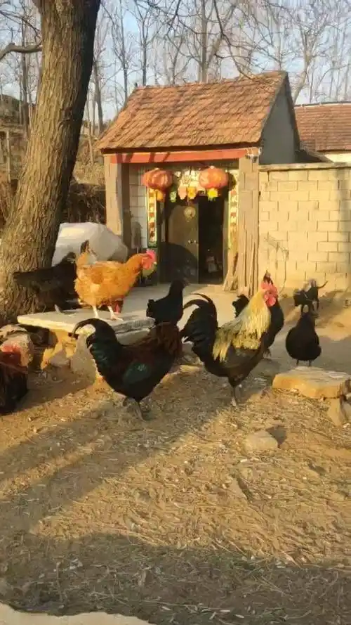 原生态乡村生活向往的生活农村老家沂蒙小山村里过新年