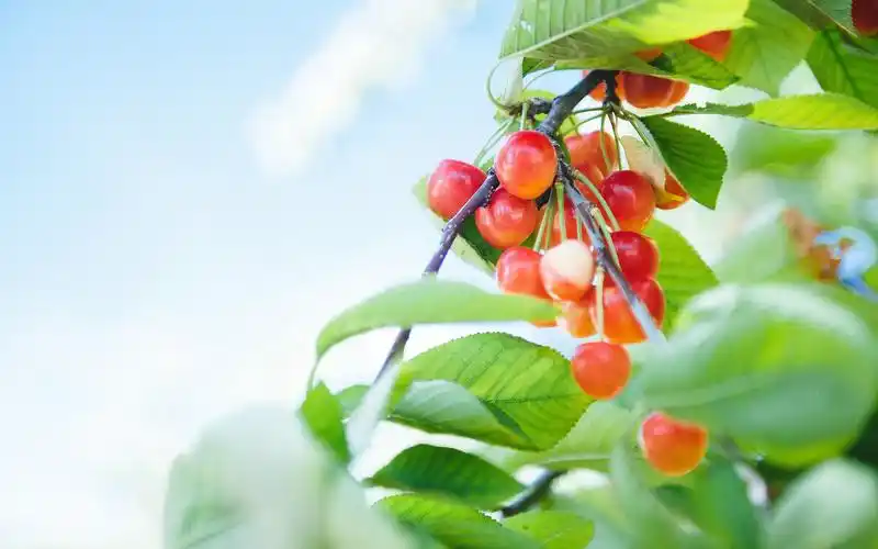 首页 桌面壁纸 植物壁纸 小清新精美花卉植物唯美壁纸(5/ 8) 2017-02