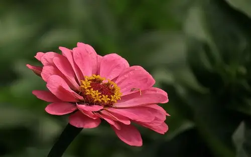 粉色的百日菊摄影图片桌面壁纸高清大图预览1920x1080_风景壁纸下载