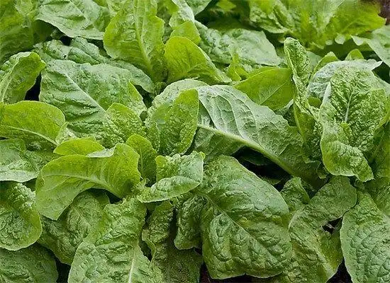 这种蔬菜全身是宝,经常吃比人参还好,不仅补血还能降血压,关键便宜!