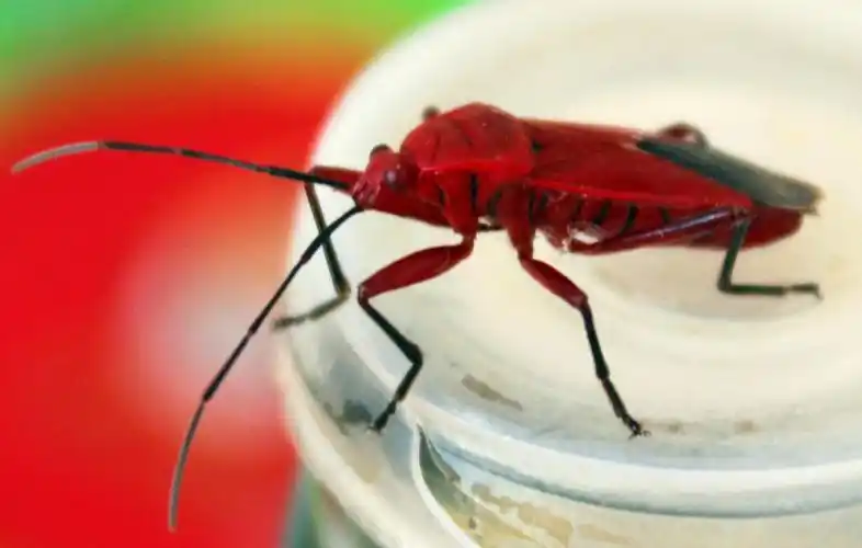 请问这是什么虫,红色的,自己拍的