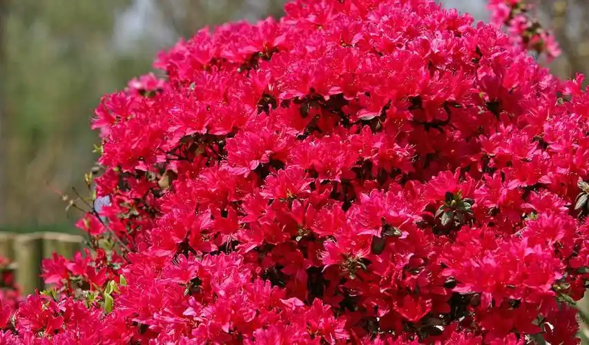 姹紫嫣红的杜鹃花图片大全桌面壁纸