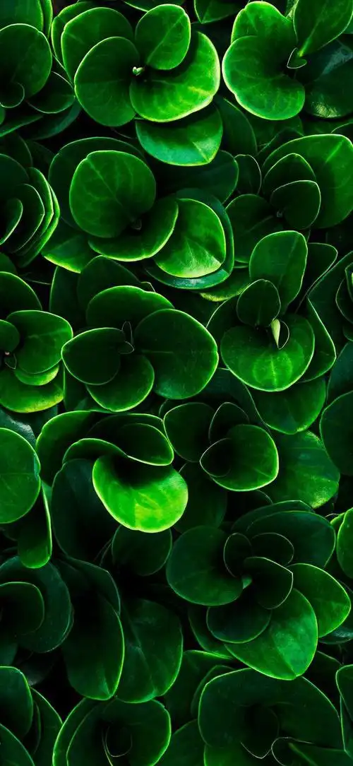 绿植壁纸|那一抹绿色,是生命的声音吗?