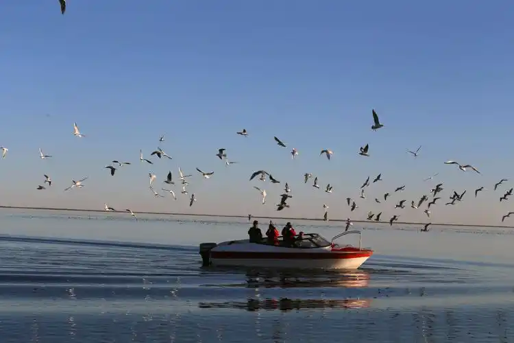 居延海的海鸥百态图