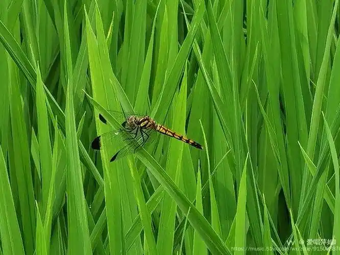 低飞的小蜻蜓首发