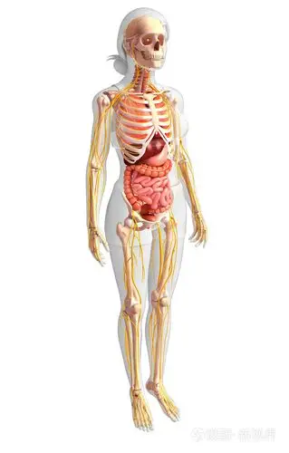 女性的骨骼和消化系统