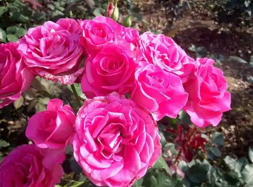 六兄七弟大聚会(月季花卉展之五)