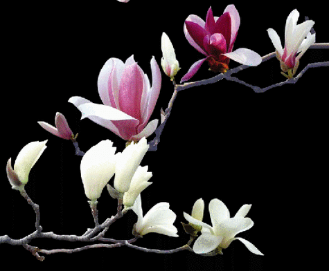 花鸟动态美图欣赏珍藏版