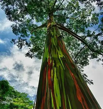 世界上最贵的树种叫什么树_世界上什么树最贵