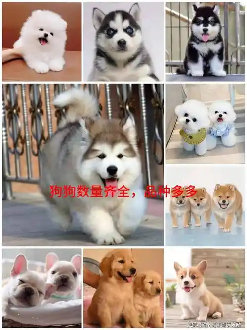 厦门买英短蓝白猫首页网站(厦门海沧区)买英短蓝白猫哪里比较安全