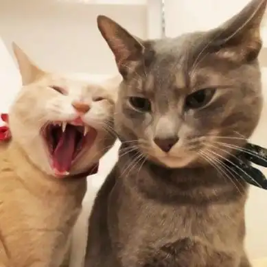 沙雕智障情侣头像