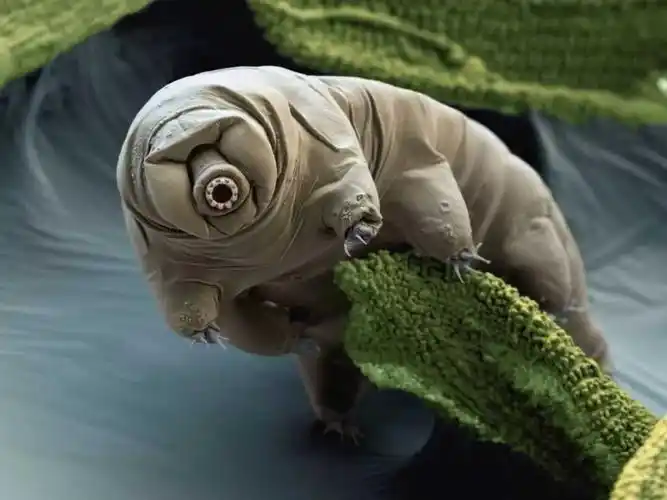 落在月球的地表最强生物,会有怎样的结局?