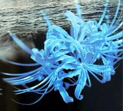 5条回答  2013-11-30 20:43 邱宇强|十五级 这是蓝色彼岸花