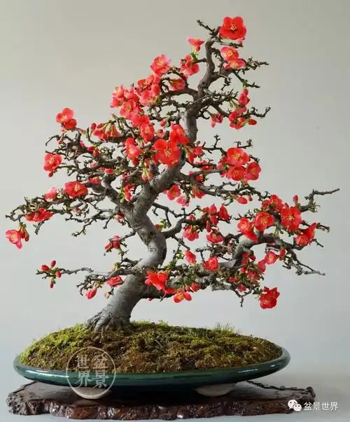 赵庆泉大师谈贴梗海棠盆景的多样化造型