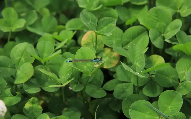 绿色系护眼高清壁纸