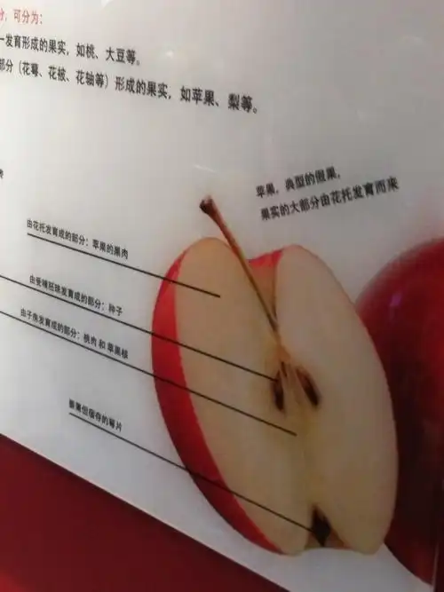 这是最经典的苹果内部的结构以及它的种子.