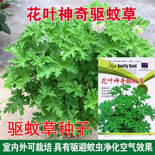 神奇驱蚊草香草种子苗 驱蚊草种子 花种子庭院阳台盆栽花卉草种子