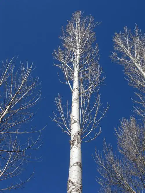 p>二白杨(学名: i>populus gansuensis  /i>c. wang et h. l.