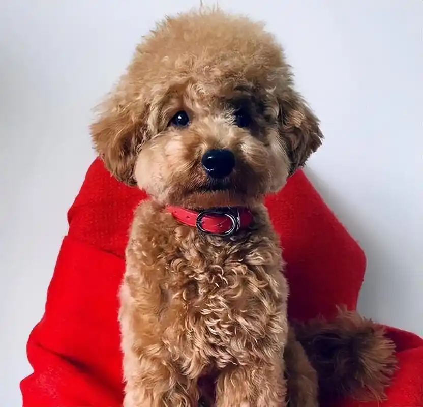 曾经非常受欢迎的泰迪,如今怎么没什么人喜欢养了? – 宠物生活网