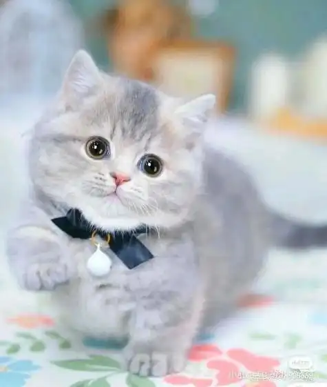 可爱呆萌小奶猫头像 好看的猫咪头像