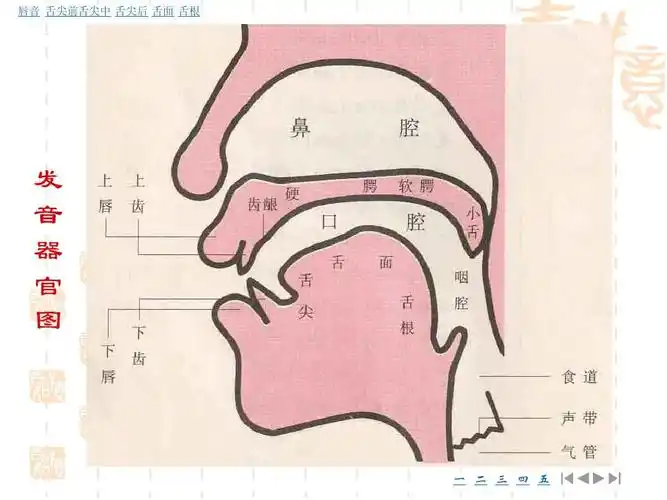 教师口语艺术ppt 教师口语艺术 唇音 舌尖前舌尖中 舌尖后 舌面 舌根
