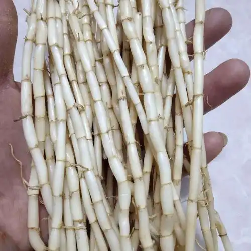 新鲜毛草根现挖去皮白茅根茅草根中药材泡茶凉茶 带皮茅根一斤(拍二发