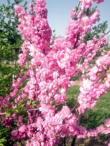 花花草草 春天 清新
