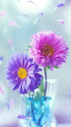 小清新意境花卉