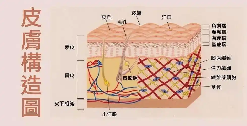 护肤品大部分被手吸收