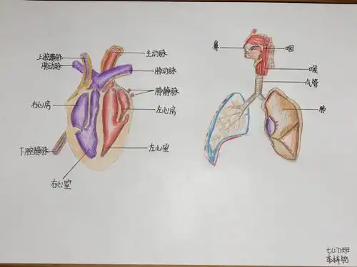 呼吸系统的结构与新冠肺炎的防控密切相关.