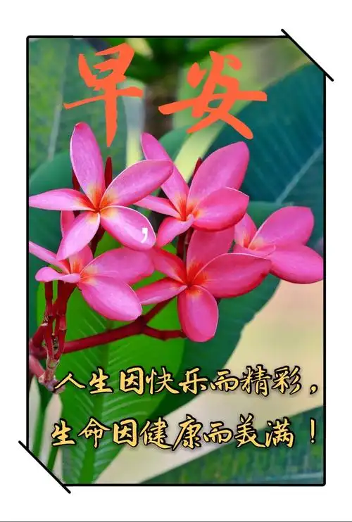 其它 我的早安问候图片集 写美篇 2019年5～10月
