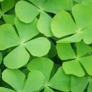 幸运草头像图片大全寓意好运幸运